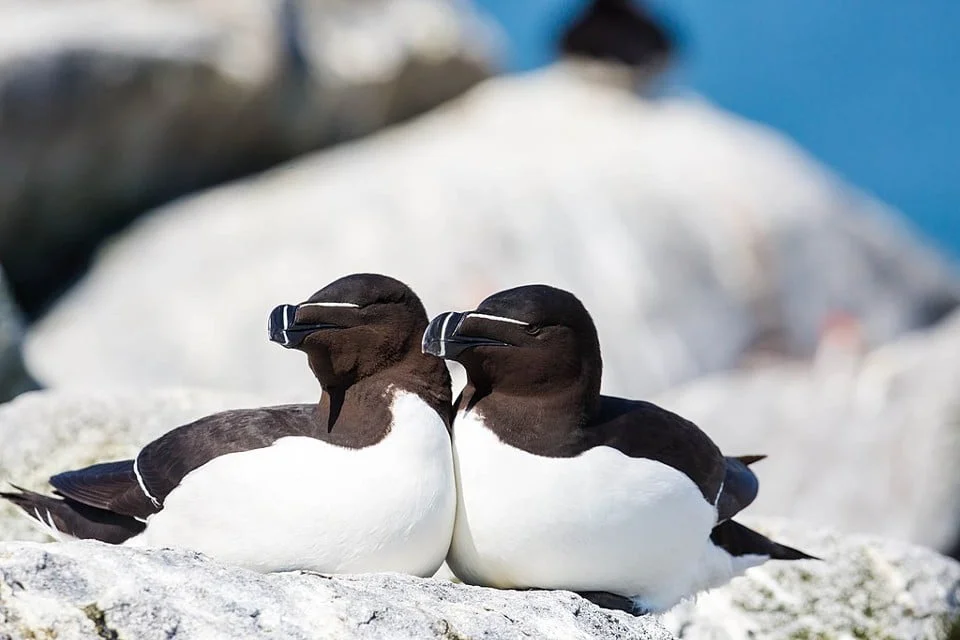 Couple de pingouin torda, Wikipédia